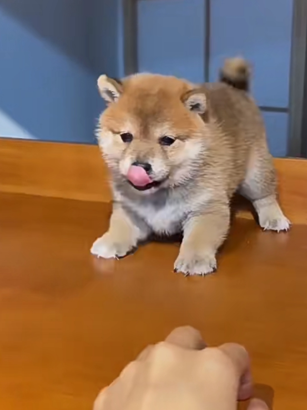 柴犬